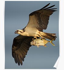 Osprey Fishing Poster