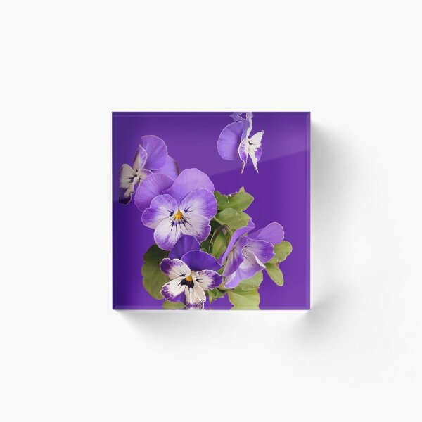 Purple pansies - just for fun Acrylic Block