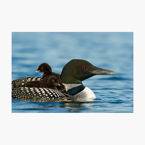 Item preview, Common Loon And Chick designed and sold by Loon-Images.