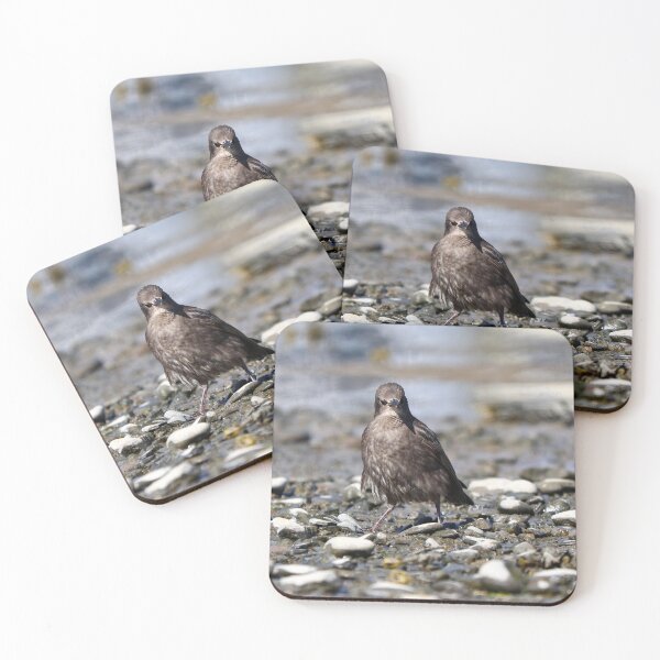 Item preview, Baby starling with attitude designed and sold by GreyFeatherPhot.