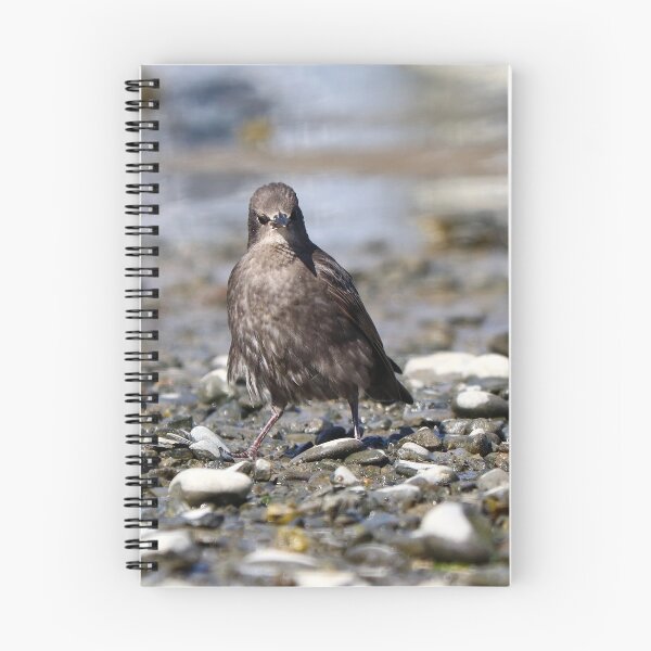 Item preview, Baby starling with attitude designed and sold by GreyFeatherPhot.
