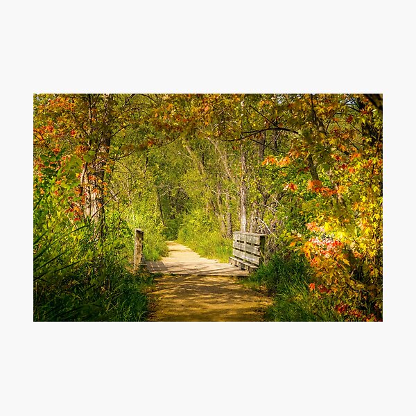 Enchanted Trail Photographic Print