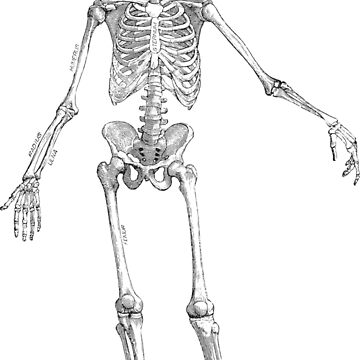 Amazon.com: 1/8 Sheet ~ Skeleton Body Drawing Birthday ~ Edible  Cake/Cupcake Topper!!! : Grocery & Gourmet Food