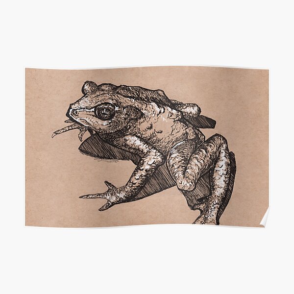Golden Toad Poster