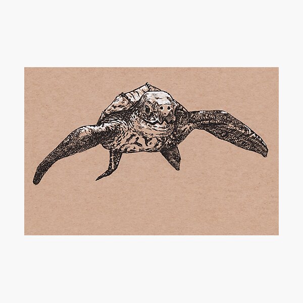 Leatherback Turtle Photographic Print