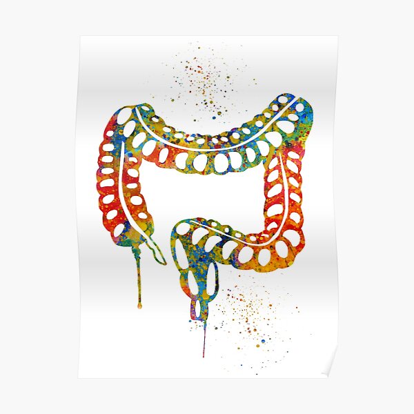 Gastrointestinal Tract Digestive System Print/Poster 5405