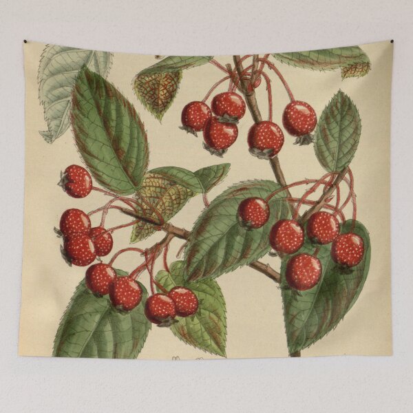 Item preview, Pyrus yunnanensis 141 8629 designed and sold by EsotericBotanic.