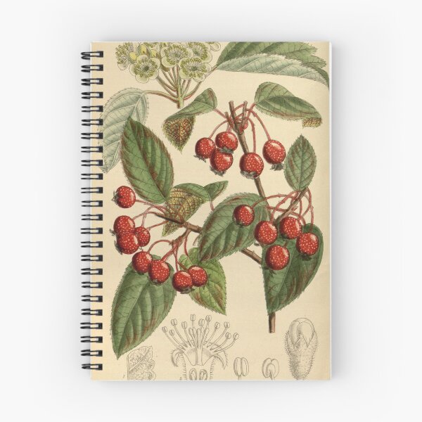 Item preview, Pyrus yunnanensis 141 8629 designed and sold by EsotericBotanic.