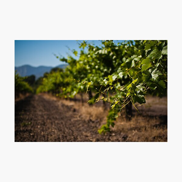 Item preview, Wine Vineyard designed and sold by williamsrdan.