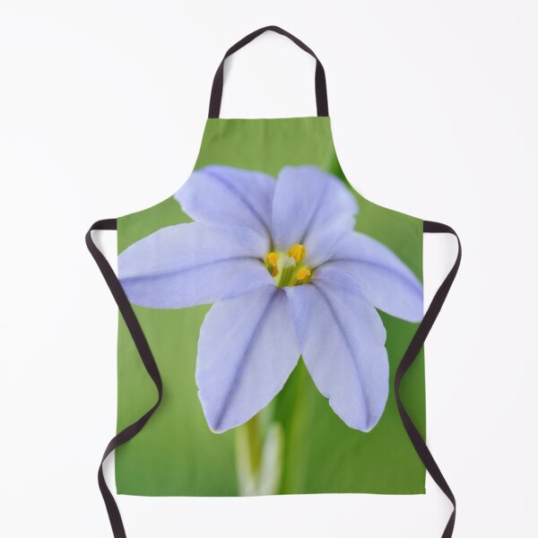 Item preview, Ipheion 'Rolf Fiedler' AGM Spring starflower designed and sold by Chris Burrows.
