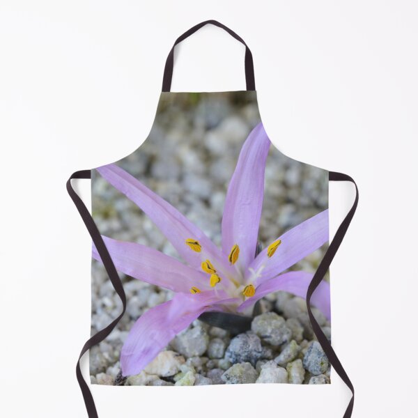 Item preview, Bulbocodium vernum Spring meadow saffron designed and sold by Chris Burrows.
