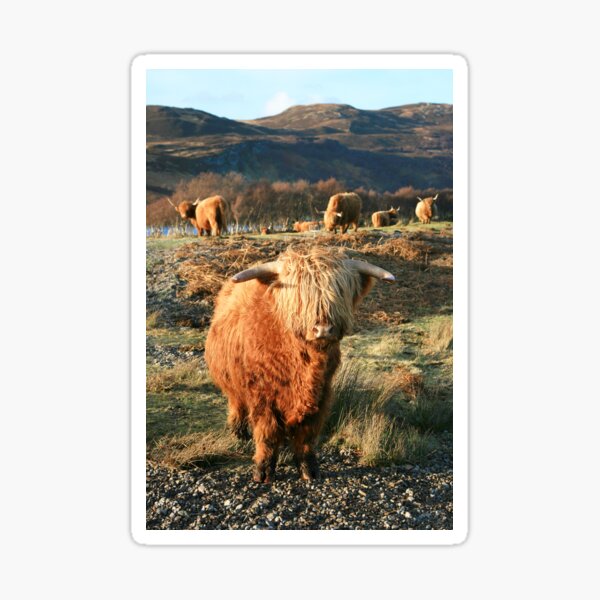 Highland Cow - Highland Cattle - Highlander Sticker
