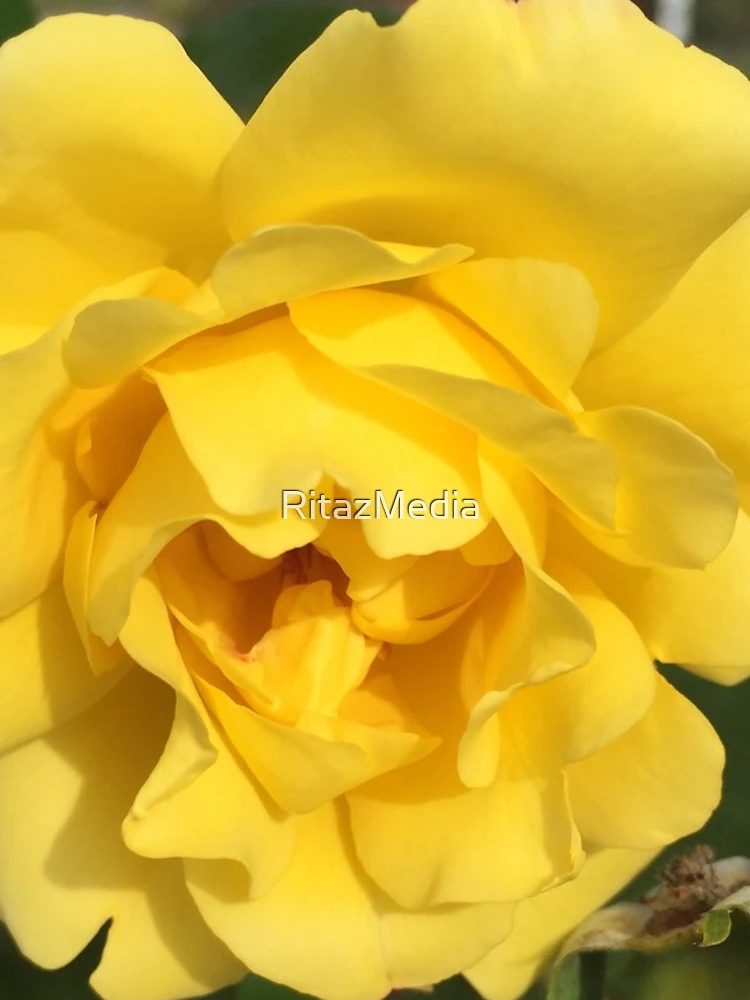 Thumbnail 5 of 5, iPhone Case, Yellow Rose designed and sold by RitazMedia.