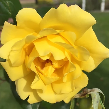 Artwork thumbnail, Yellow Rose by RitazMedia