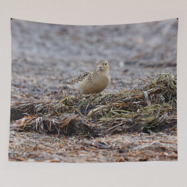 Item preview, Buff-Breasted Sandpiper at the Beach designed and sold by walkswithnature.