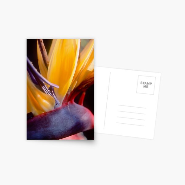 Bird of Paradise Postcard