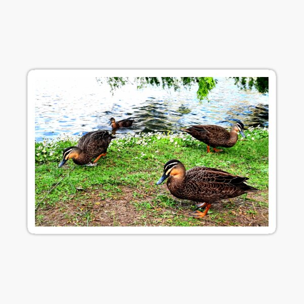 Feeding the ducks Sticker