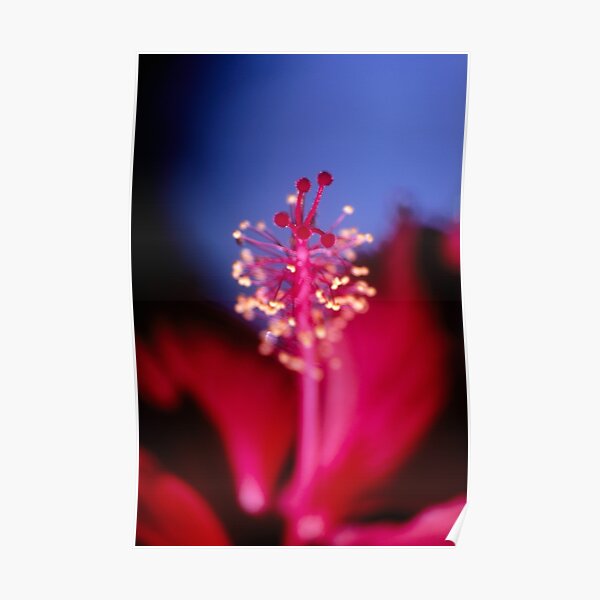 Hibiscus Poster