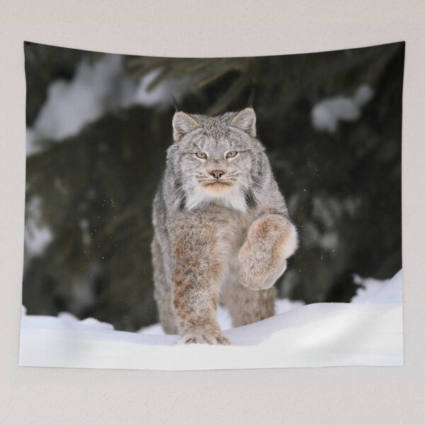 Item preview, Canadian Lynx designed and sold by mlorenz.