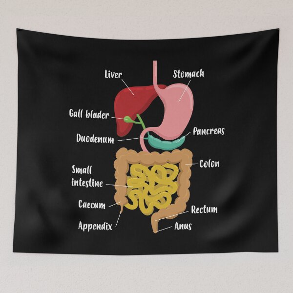 Item preview, Biology Teacher Anatomical Chart Digestive System print designed and sold by jakehughes2015.