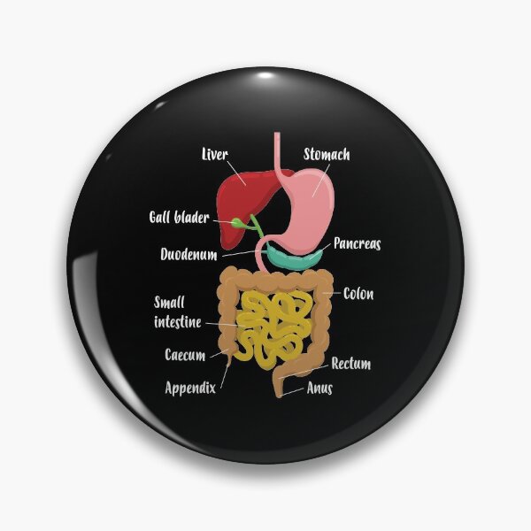 Item preview, Biology Teacher Anatomical Chart Digestive System print designed and sold by jakehughes2015.