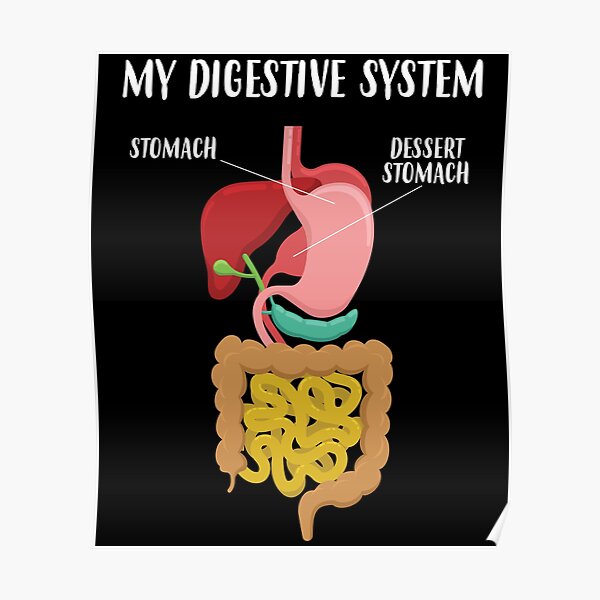 "Lustige Dessert Magen Gastroenterologe Verdauungssystem Grafik" Poster
