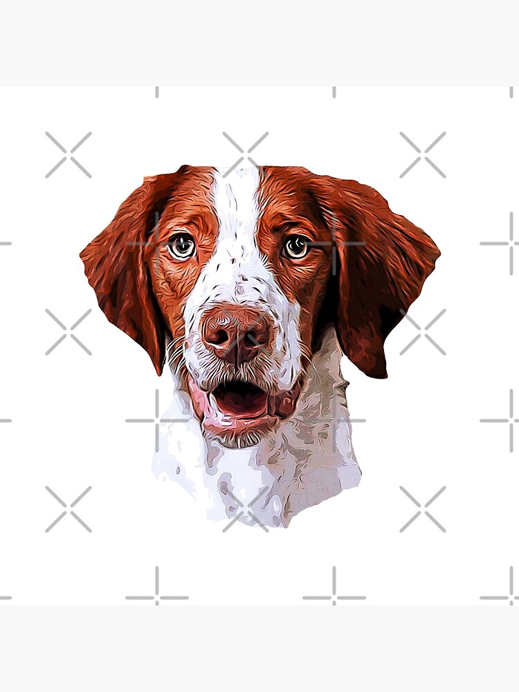 Brittany Spaniel Looking Gorgeous