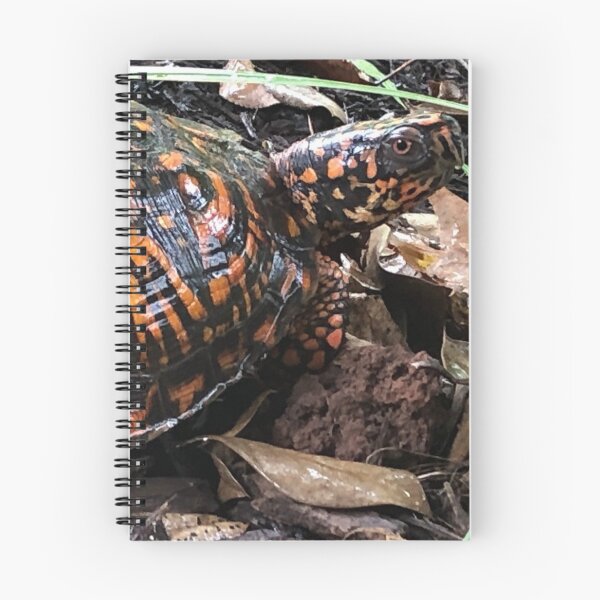 Item preview, Box turtle designed and sold by CustomMonster.