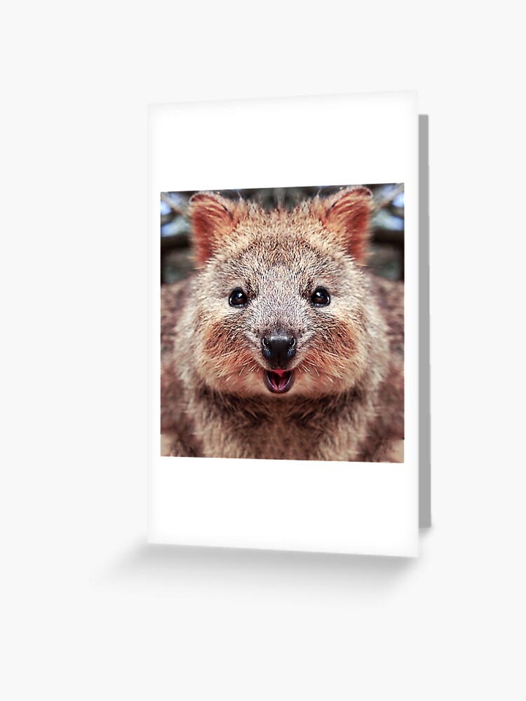 Koala Bear Fun Face Cute wild Animals Gifts Art Board Print for Sale by  Dolphin Graphic