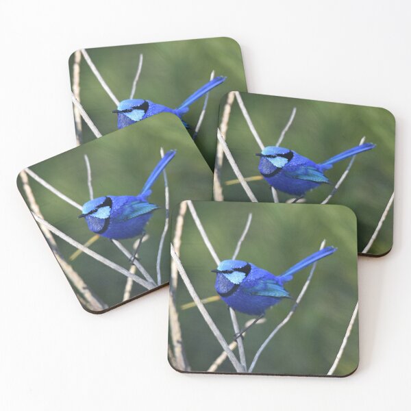 Item preview, Blue Wren in Spring designed and sold by Rainbow Farm Photography.