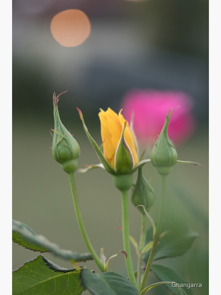 Yellow rose by Gnangarra