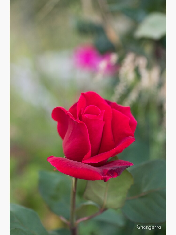 Red rose by Gnangarra