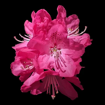 Artwork thumbnail, Pink Rhododendrons by PLANTONE