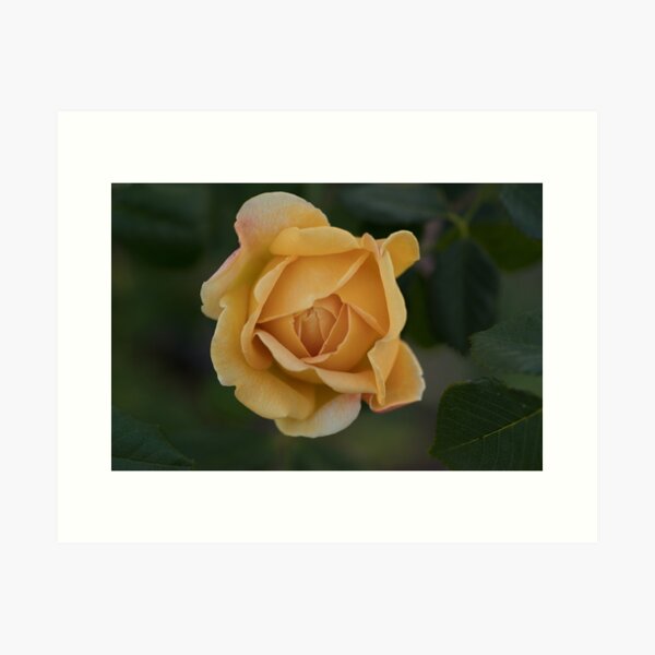 Item preview, soft rose designed and sold by Gnangarra.