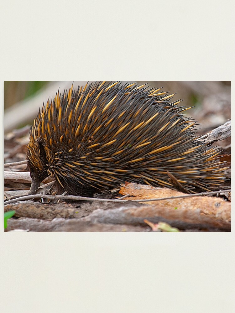 Alternate view of Echidna Snuffling for a Feed Photographic Print