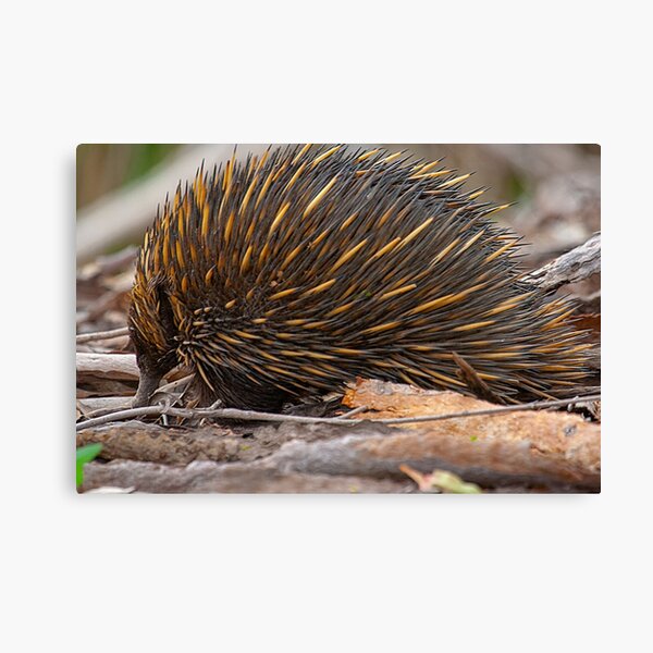 Echidna Snuffling for a Feed Canvas Print
