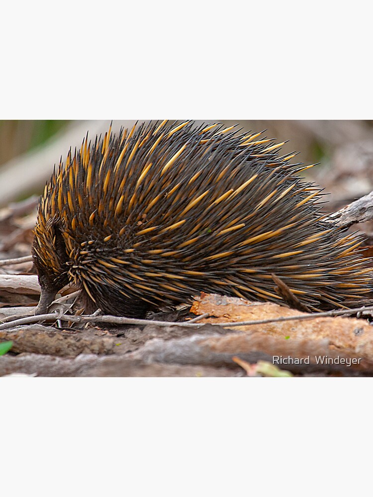 Echidna Snuffling for a Feed by RICHARDW