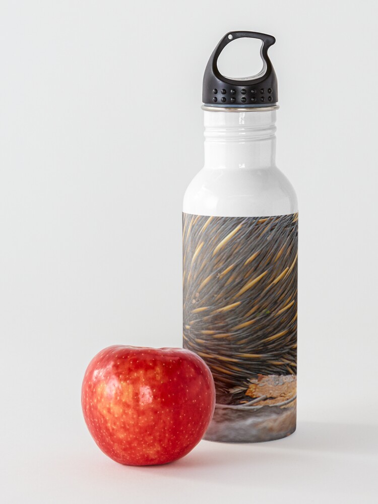 Alternate view of Echidna Snuffling for a Feed Water Bottle