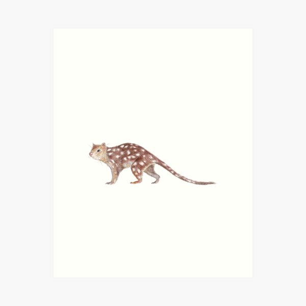 Item preview, Quoll - Pencil illustration designed and sold by Alison Baker Rasmussen.