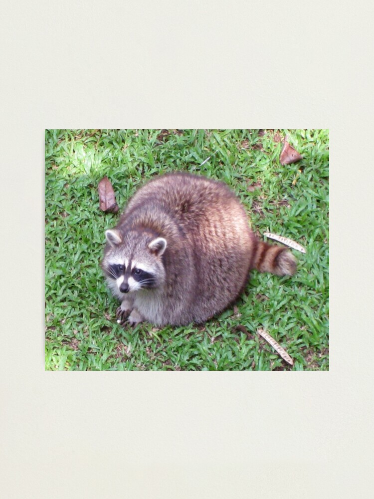 Fat Racoon Meme Photographic Print By Chantal15 Redbubble