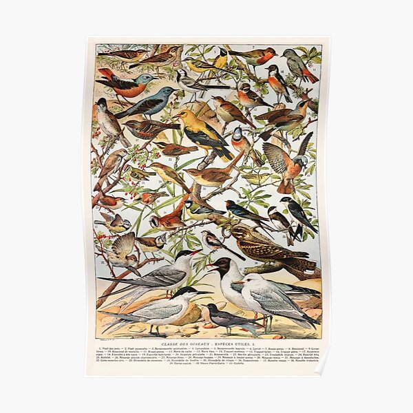 Adolphe Millot - Oiseaux espèces utiles 01 - Französisches Vintage-Ornithologieplakat Poster