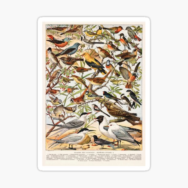 Adolphe Millot - Oiseaux espèces utiles 01 - French vintage ornithology poster Sticker