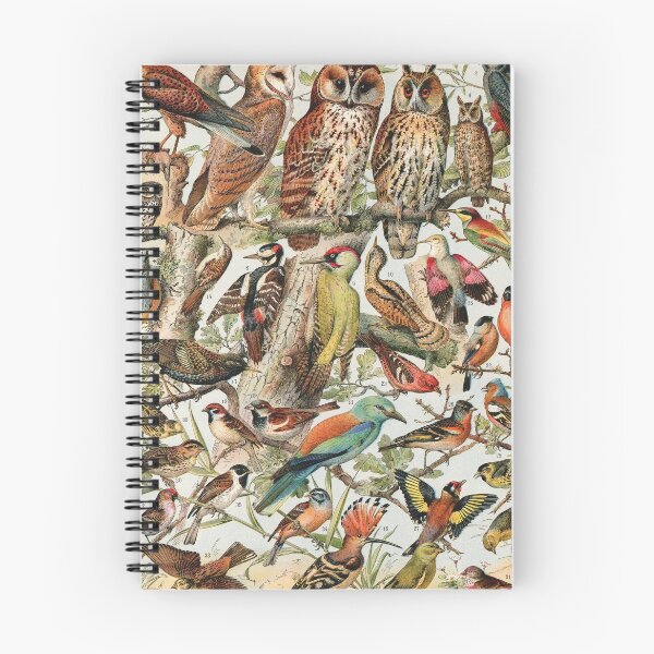 Item preview, Adolphe Millot - Oiseaux espèces utiles 02 - French vintage ornithology poster designed and sold by DejaVuStudio.