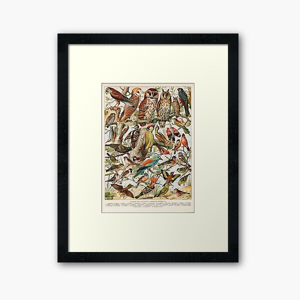 Adolphe Millot - Oiseaux espèces utiles 02 - French vintage ornithology poster Framed Art Print