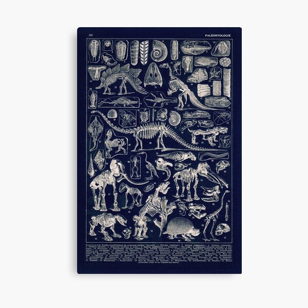 Adolphe Millot - Paleontologie (paleontology)- vintage french poster Canvas Print