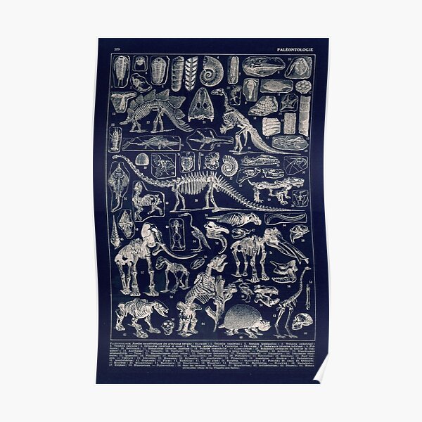 Adolphe Millot - Paleontologie (paleontology)- vintage french poster Poster