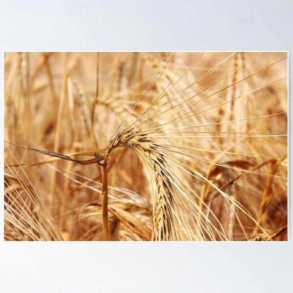 Item preview, Wheat Field designed and sold by Sensorybysophie.