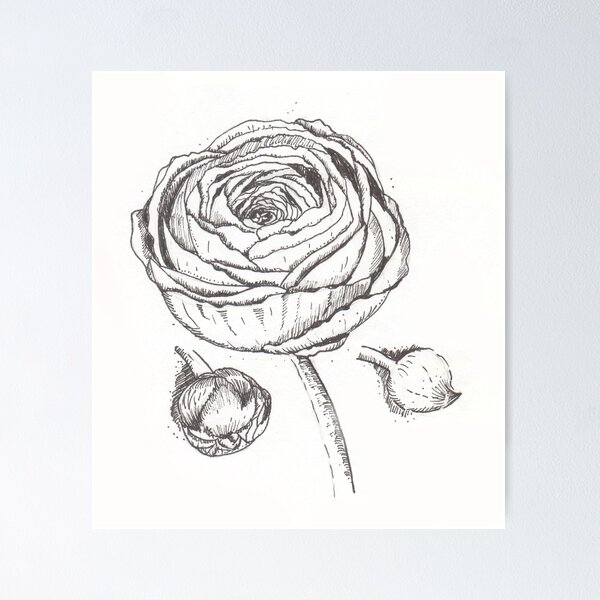 Item preview, The black and white graphic drawing of Ranunculus flower  designed and sold by Bellefotos.