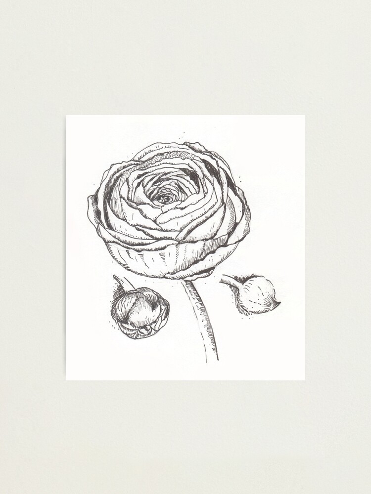 Impression photo « Le dessin graphique noir et blanc de la fleur de  Renoncule », par Bellefotos | Redbubble