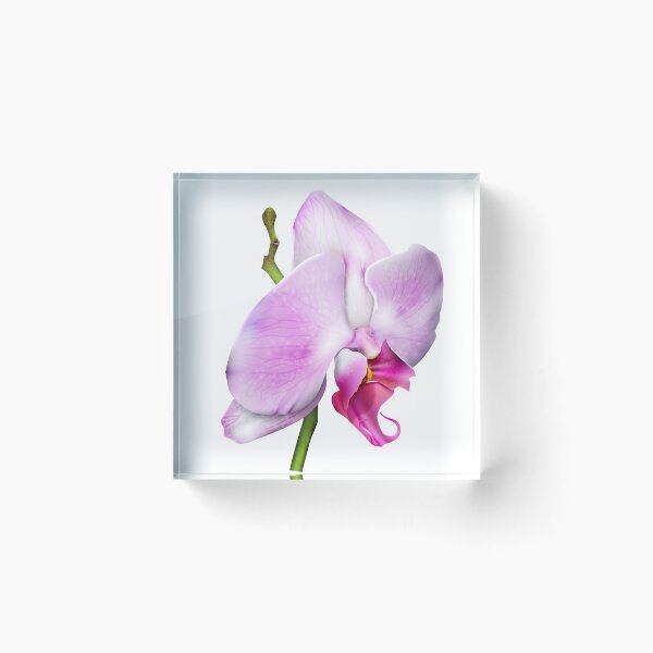 Item preview, Cherry Blossom Orchid designed and sold by Designs By Creation.
